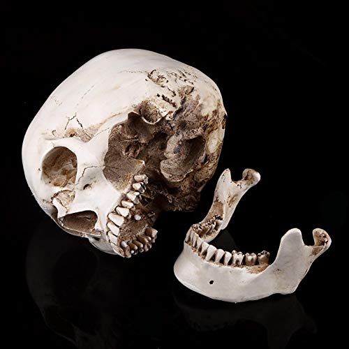 Lebensgröße 1: 1 Replik Realistisches menschliches Schädelkopfknochenmodell Lehrwerkzeug Halloween-Dekor Weiß, für Halloween-Dekor Medizinische Modelle Menschliches Schädel Anatomisches von Shipenophy