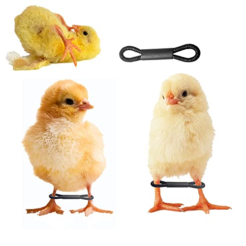 Shitailu 100 Stück Baby Chicken Splay Leg Hobble Brace Verstellbare Geflügel Beinbänder für Neugeborene Spraddle Bein von Küken Vogel Wachteln Enten von 1 bis 3 Tagen frisch geschlüpft von Shitailu
