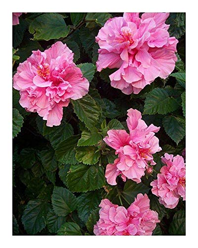 Shop Meeko 10 Samen: Hibiscus mutabilis - Rose - 10 Samen Shop Meeko 10 Samen: Hibiscus mutabilis - Rose - 10 Samen von Shop Meeko