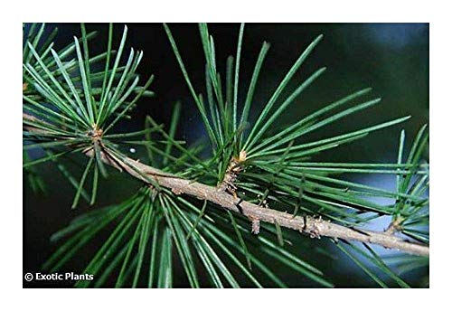 Shop Meeko 10 Samen: Himalaya-Zeder - Himalaja-Zeder - 10 Samen Shop Meeko 10 Samen: Himalaya-Zeder - Himalaja-Zeder - 10 Samen von Shop Meeko