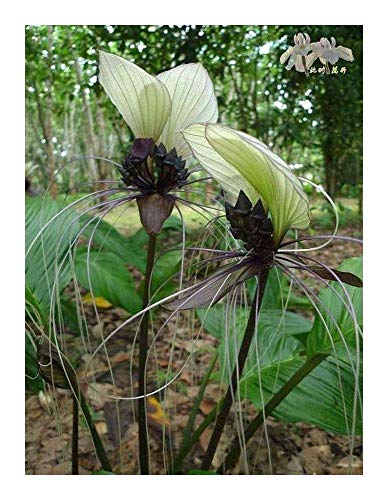 Shop Meeko 5 Samen: Tacca integrifolia - weiÃŸe Fledermaus Blume - 5 Samen von Shop Meeko