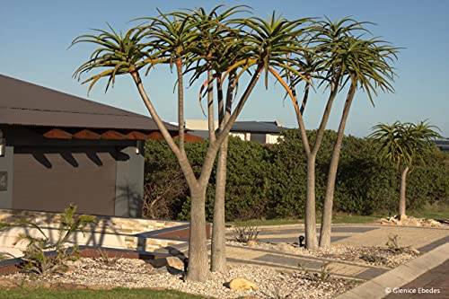 Shop Meeko Aloe barberae - Riesen Aloe - 5 Samen von Shop Meeko