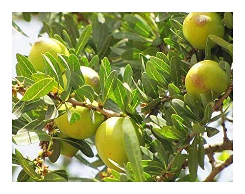 Shop Meeko Argania spinosa - - 3 Seeds Shop Meeko Argania spinosa - - 3 Seeds von Shop Meeko