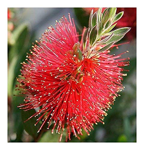 Shop Meeko Callistemon citrinus - Putzer - 100 Samen Shop Meeko Callistemon citrinus - Putzer - 100 Samen von Shop Meeko