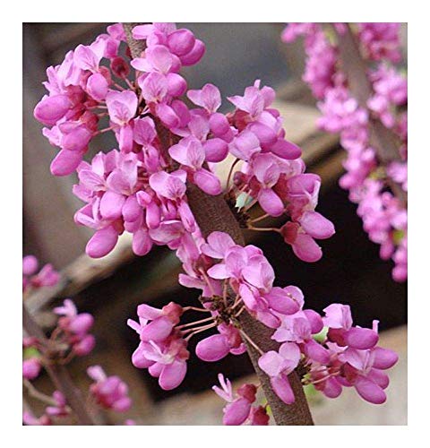 Shop Meeko Cercis chinensis - Chinese Redbud - 15 Samen Shop Meeko Cercis chinensis - Chinese Redbud - 15 Samen von Shop Meeko