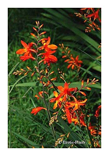 Shop Meeko Crocosmia Aurea - Falling Star - 5 Samen Shop Meeko Crocosmia Aurea - Falling Star - 5 Samen von Shop Meeko