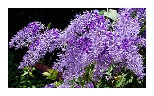 Shop Meeko Petrea volubilis - Purple Kranz - Queens Kranz - 15 Samen Shop Meeko Petrea volubilis - Purple Kranz - Queens Kranz - 15 Samen von Shop Meeko