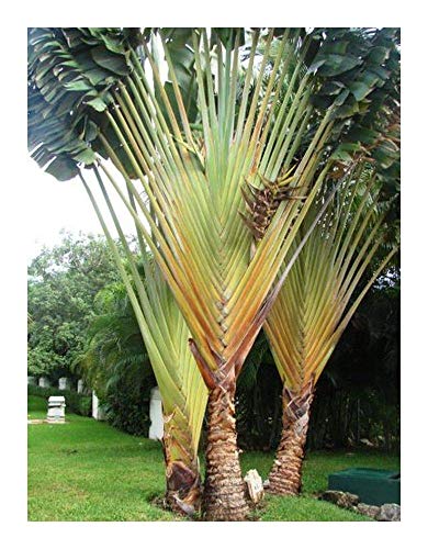 Shop Meeko Phenakospermum guyannense - südamerikanisch Reisende Palm - 10 Samen Shop Meeko Phenakospermum guyannense - südamerikanisch Reisende Palm - 10 Samen von Shop Meeko