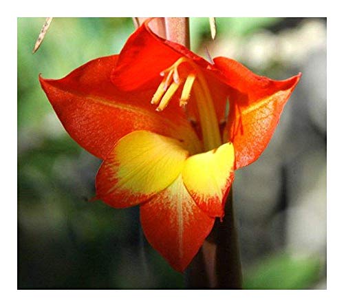 Shop Meeko Primel-Gladiole - Parrot Gladiola - 10 Samen Shop Meeko Primel-Gladiole - Parrot Gladiola - 10 Samen von Shop Meeko