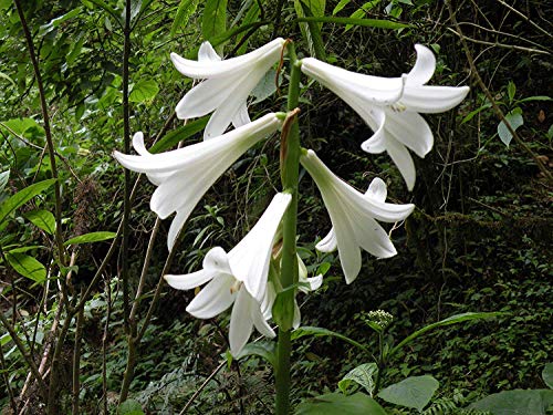 Shop Meeko Riesen Lilie, Lilie 10 Samen -cardiocrinum das größte seiner Kinds giganteum Shop Meeko Riesen Lilie, Lilie 10 Samen -cardiocrinum das größte seiner Kinds giganteum von HATCHMATIC