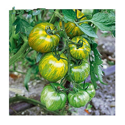 ShopMeeko SEEDS: Green Zebra Erbstück offen befruchtete Tomatenpflanze - 50 Pflanzen/Verpackung: Mehrfarbig von ShopMeeko
