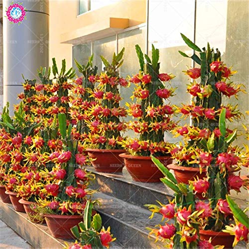 Shopmeeko 50 Stück 2015 neue seltene lila Drachenfrucht Pitaya - Hylocereus costaricensis-reich Antioxidans- von ShopMeeko