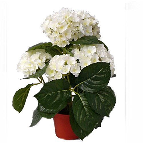 Shophaus24 Künstliche Hortensie Creme getopft - Hortensienpflanze. H 36cm. von Shophaus24