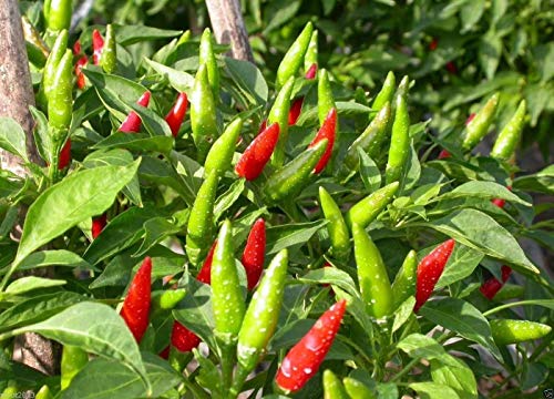 Shoppy Star: Vietnamesisch Chili - 50 Samen (Capsicum annuum) 'Ot Hiem', Mittlere Pfeffer oder Riss Jerker von Shoppy Star