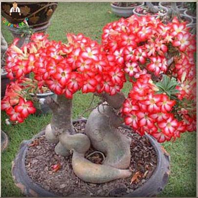 5 Teile/beutel Seltene Desert Rose Samen Doppel Farbe Succulentas Gemischte Zier Samen Balkon Topfblumen Samen Adenium Obesum: 6 von Shopvise