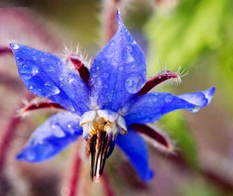 Samen 20 Stücke Exotische Borretsch Blume Semente Samen Borago Officinalis Outdoor Flore Garten Schöne Helle (Liu Li Ju): 13 von Shopvise