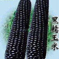 Shopvise 15Pcsseeds / Pack schwarz wachsartiger Mais schwarz klebriger Mais schwarz wachsartiger Mais von Shopvise