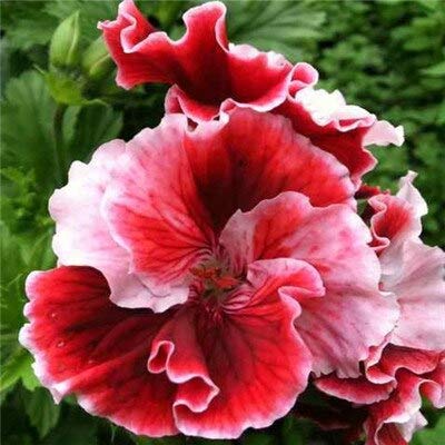 Shopvise 30Pcs Samen Zweifarben Geranium Samen Stauden Blume Pelargonium Peltatum Blumen Geranium (Tian Zhu Kui): 365.016 von Shopvise