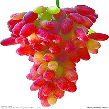 Shopvise 50 PC/Beutel Rare Finger Traubensamen Köstlicher Frucht-Samen Samen Bonsai Topfkletterbaum für Hausgarten-DIY Samen Sementes Hellgrau von Shopvise