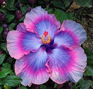 Shopvise 50Pcs Hibiscus Samen Schöner Regenbogen Hibiscus Garten-Blumen-Samen als para Jardin Samen für den Garten: Armee-Grün von Shopvise