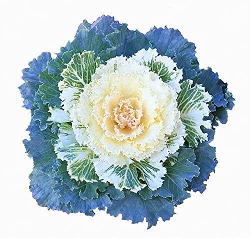 Shopvise Blühende Zierkohl Blumensamen; Farbe 2 von Shopvise