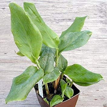 Shopvise Bonsaisamen 10 - Grüner Kardamom (Elettaria Cardamomum) wachsen drinnen oder drauÃŸen von Shopvise