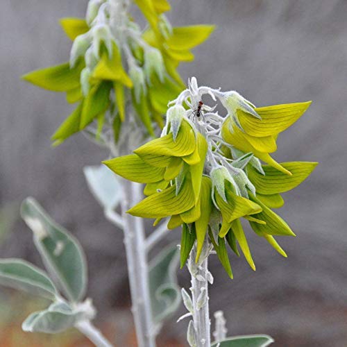 Shopvise Crotalaria Cunninghamii Grüne Vogel-Blumen-Eazy wachsen Birdflower Samen von Shopvise