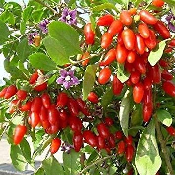 Shopvise Goji-Beeren-Rebsamen (Lycium Barbarum) 30 Samen von Shopvise