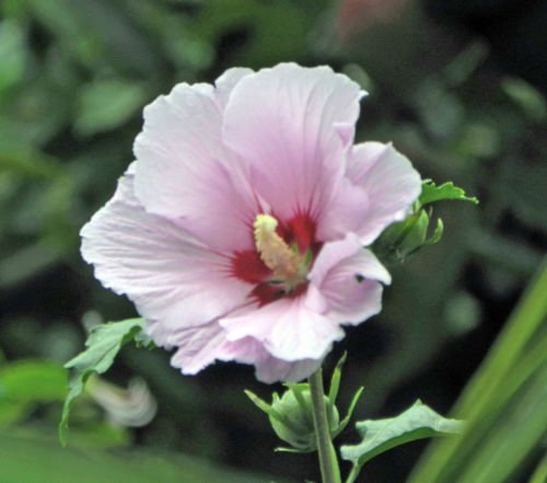 Shopvise Hibiscus syriacus, Althaea, Rosen-Malve Ketmie, Hardy Strauch 100 Stück von Shopvise