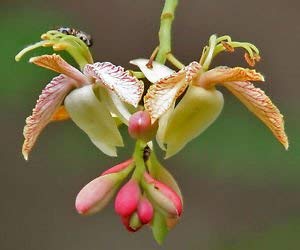 Shopvise Tamarindus Indica | Tamarindenbaum | 10_Samen von Shopvise