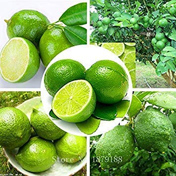 Shopvise Thai Bio-Key Lime Seeds Citrus Aurantifolia Lemon Samen Fruchtsamen 20Pcs von Shopvise
