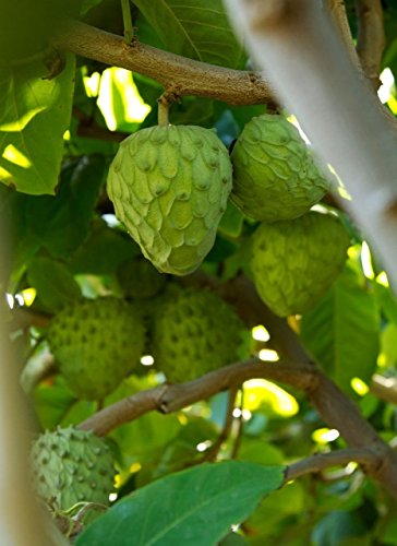 Shopvise Tropische Obstbäume des Cherimoya (Sämling) von Shopvise
