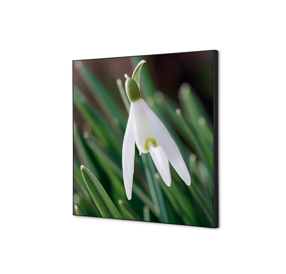Showdown Displays Wandsticker 40x40cm - Weiße Blume Schneeglöckchen - Schwarzer Rahmen (1 St) von Showdown Displays
