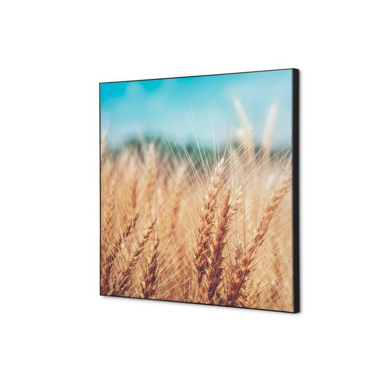 Showdown Displays Wandsticker Set 40x40cm - Getreidefeld - Schwarzer Rahmen (1 St) von Showdown Displays