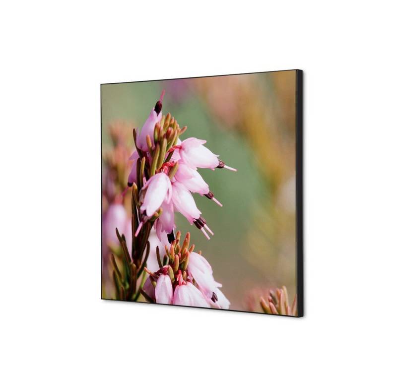 Showdown Displays Wandsticker Set 40x40cm - Pinke Blume Erica - Schwarzer Rahmen (1 St) von Showdown Displays