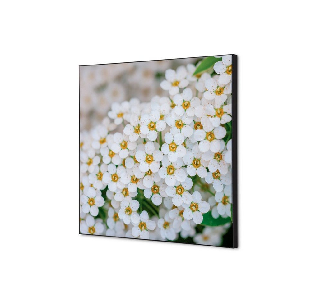 Showdown Displays Wandsticker Set 40x40cm - Weiße Blume Spirea - Schwarzer Rahmen (1 St) von Showdown Displays