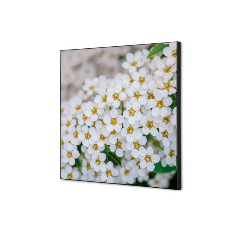 Showdown Displays Wandsticker Set 40x40cm - Weiße Blume Spirea - Schwarzer Rahmen (1 St) von Showdown Displays