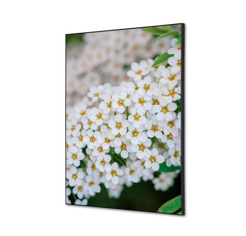 Showdown Displays Wandsticker Set DIN A2 - Weiße Blume Spirea - Schwarzer Rahmen (1 St) von Showdown Displays