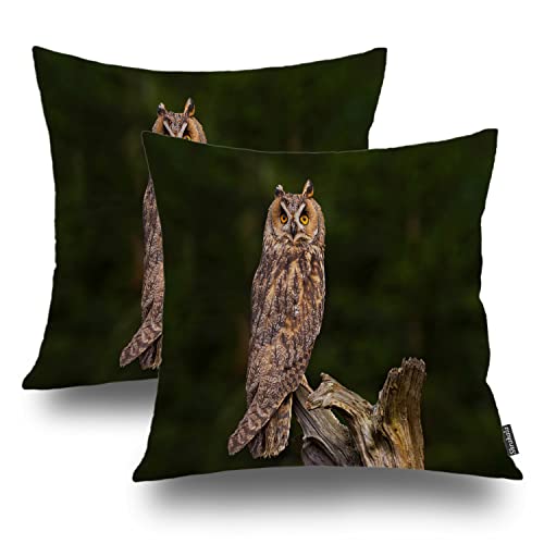 Shrahala Braune Tier Eule Dekorativer Wurfkissenbezug Grün Quadratisch Kissenbezug Mischung Doppelseitig Keine Einsätze für Schlafzimmer Wohnzimmer 2er Set (50,8 x 50,8 cm) von Shrahala