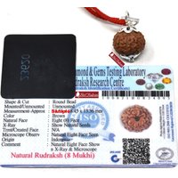 Shri Rudram 8 Mukhi Rudraksha Eight Face Rudraksh Java Bead Lab Zertifiziert 18-20 Mm von ShriRudram