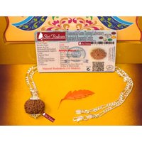 Shrirudram 10 Mukhi Rudraksha/Ten Face Rudraksh Nepal Perle in Reiner Silberkette Lab Zertifiziert von ShriRudram