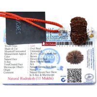 Shrirudram 11 Mukhi Rudraksha/Eleven Face Rudraksh Nepal Bead Lab Zertifiziert 26, 1 Mm von ShriRudram
