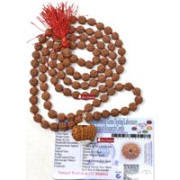 Shrirudram 11 Mukhi Rudraksha/Eleven Face Rudraksh Nepal Bead Lab Zertifiziert in 5 Mala von ShriRudram