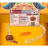 Shrirudram 11 Mukhi Rudraksha/Eleven Face Rudraksh Nepal Bead in Pure Silver Chain Lab Certified von ShriRudram