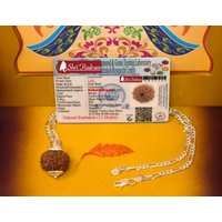 Shrirudram 12 Mukhi Rudraksha/Zwölf Gesicht Rudraksh Nepal Perle in Reiner Silberkette Lab Zertifiziert von ShriRudram