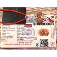 Shrirudram 14 Mukhi Rudraksha/Vierzehn-Gesicht Rudraksh Java Bead Lab Zertifiziert 19, 01 Mm von ShriRudram