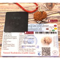Shrirudram Garbh Gauri Rudraksha/Gouri Ganesh Rudraksh Nepal Bead Lab Zertifiziert 20, 81 Mm von ShriRudram