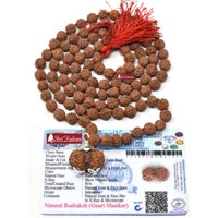 Shrirudram Gauri Shankar Rudraksha/Gouri Sankar Rudraksh Java Bead Lab Zertifiziert in 5 Mukhi Mala von ShriRudram