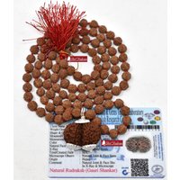 Shrirudram Gauri Shankar Rudraksha/Gouri Sankar Rudraksh Nepal Perlenlabor Zertifiziert in 5 Mukhi Mala von ShriRudram