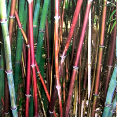 Shulemin Bambussamen, 500 Stück, Bonsai-Samen, pflegeleicht, einfache Keimung, leichte gemischte natürliche Bambussamen für Outdoor-Samen für die Gartenbepflanzung Saatgut von Shulemin